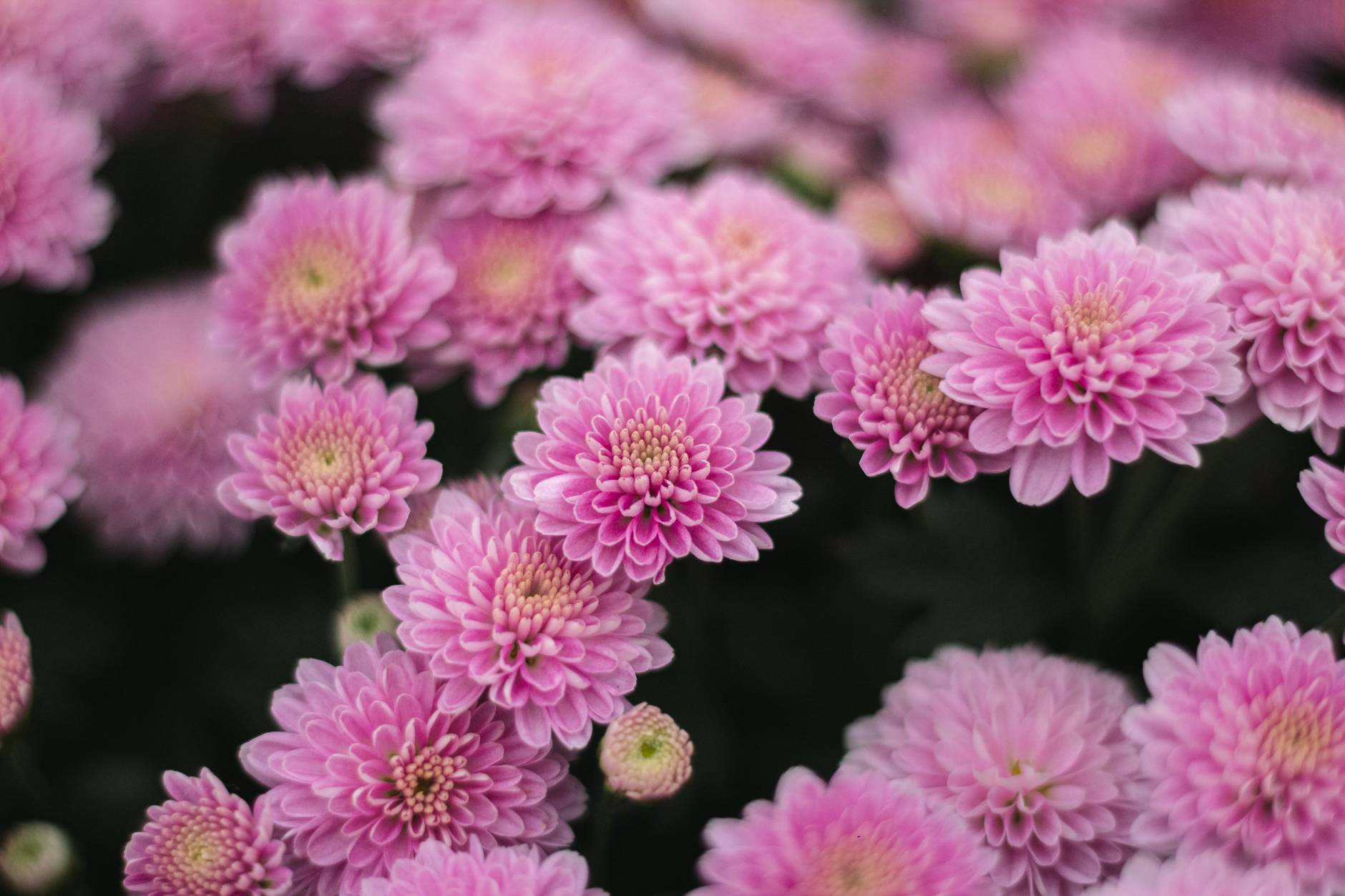 pink flowers in tilt shift lens